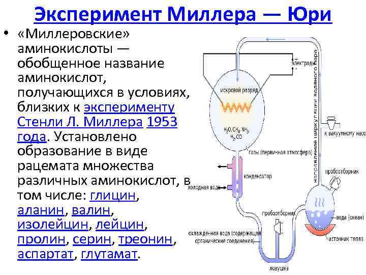 Эксперимент Миллера — Юри • «Миллеровские» аминокислоты — обобщенное название аминокислот, получающихся в условиях,