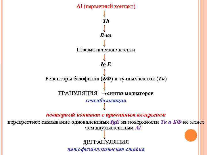 Al (первичный контакт) Th B-кл Плазматические клетки Ig E Рецепторы базофилов (БФ) и тучных