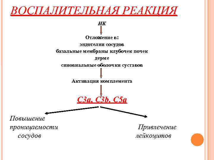 ВОСПАЛИТЕЛЬНАЯ РЕАКЦИЯ ИК Отложение в: эндотелии сосудов базальные мембраны клубочек почек дерме синовиальные оболочки