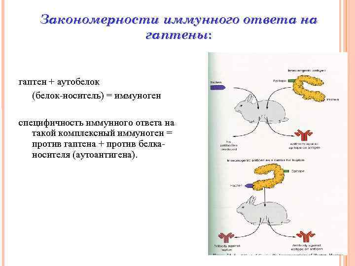 Закономерности иммунного ответа на гаптены: гаптен + аутобелок (белок-носитель) = иммуноген специфичность иммунного ответа