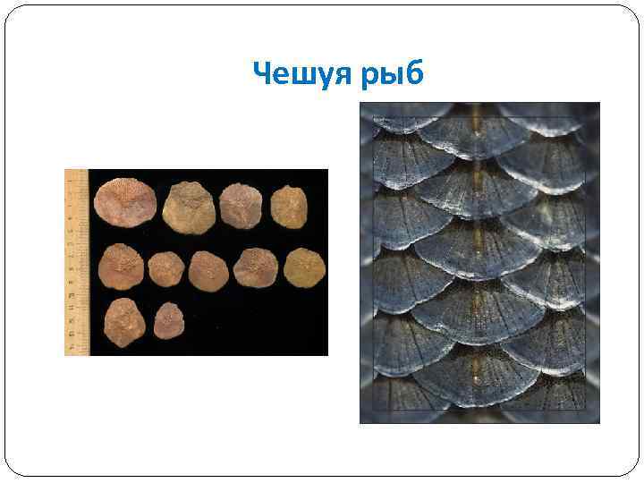 Чешуя рыб 