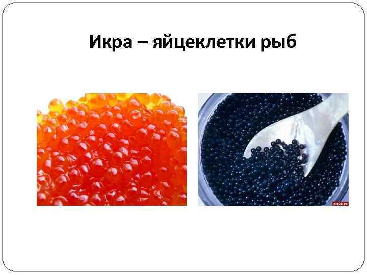 Икра – яйцеклетки рыб 