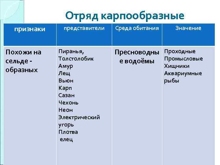 Отряд карпообразные признаки Похожи на сельде образных представители Пиранья, Толстолобик Амур Лещ Вьюн Карп