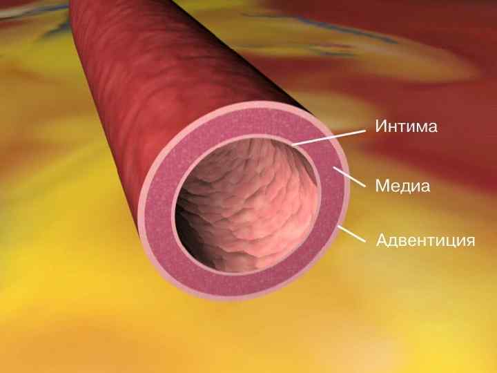 Три слоя артерий. Адвентиция артерии. Стенки сосудов. Строение сосуда адвентиция. Слои сосудистой стенки.