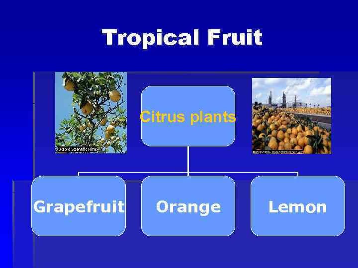 Tropical Fruit Citrus plants Grapefruit Orange Lemon 
