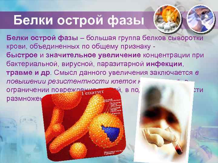 Белки острой фазы – большая группа белков сыворотки крови, объединенных по общему признаку быстрое