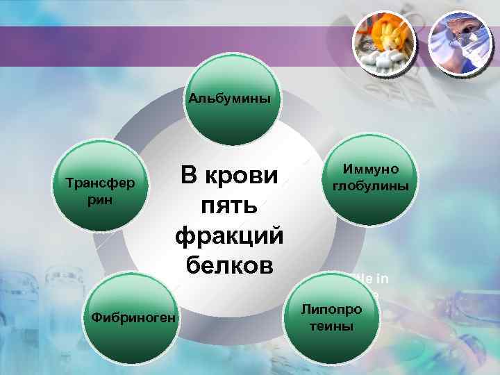 Альбумины Трансфер рин В крови пять фракций белков Title in Фибриноген here Иммуно глобулины