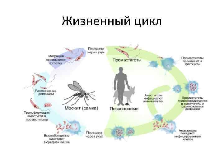Жизненный цикл 