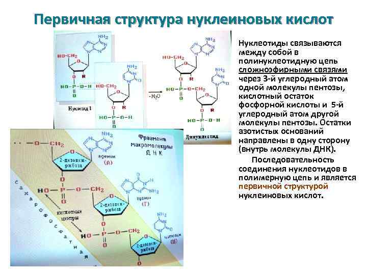 Презентация на тему нуклеиновые кислоты 10 класс химия