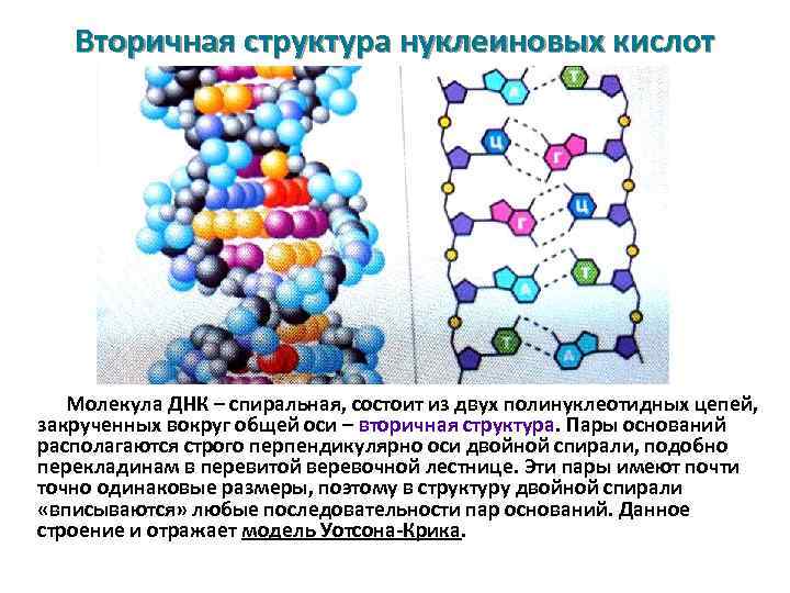 Вторичная структура нуклеиновых кислот Молекула ДНК – спиральная, состоит из двух полинуклеотидных цепей, закрученных