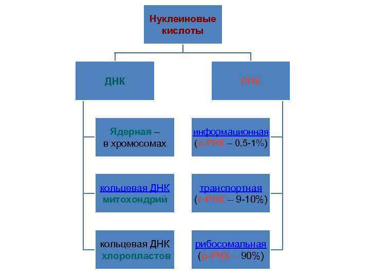 Нуклеиновые кислоты ДНК РНК Ядерная – в хромосомах информационная (и-РНК – 0, 5 -1%)