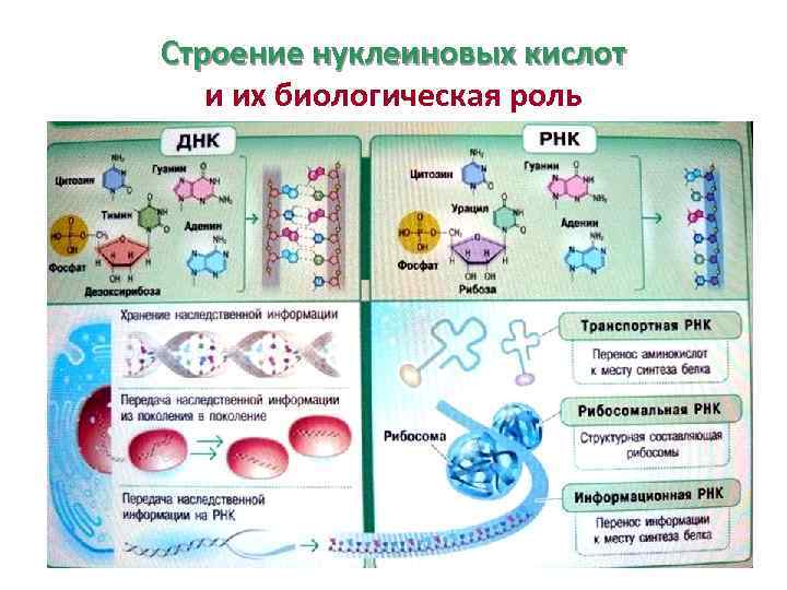 Строение нуклеиновых кислот и их биологическая роль 