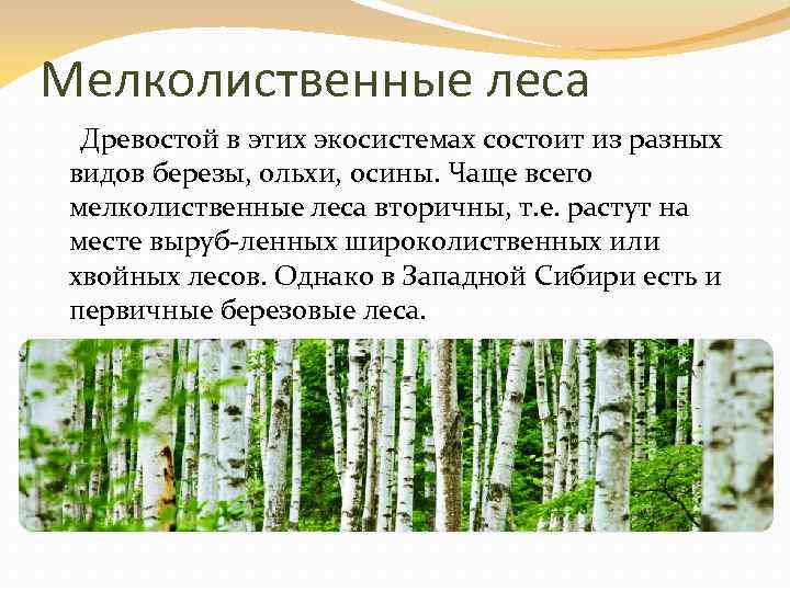 Мелколиственные леса Древостой в этих экосистемах состоит из разных видов березы, ольхи, осины. Чаще