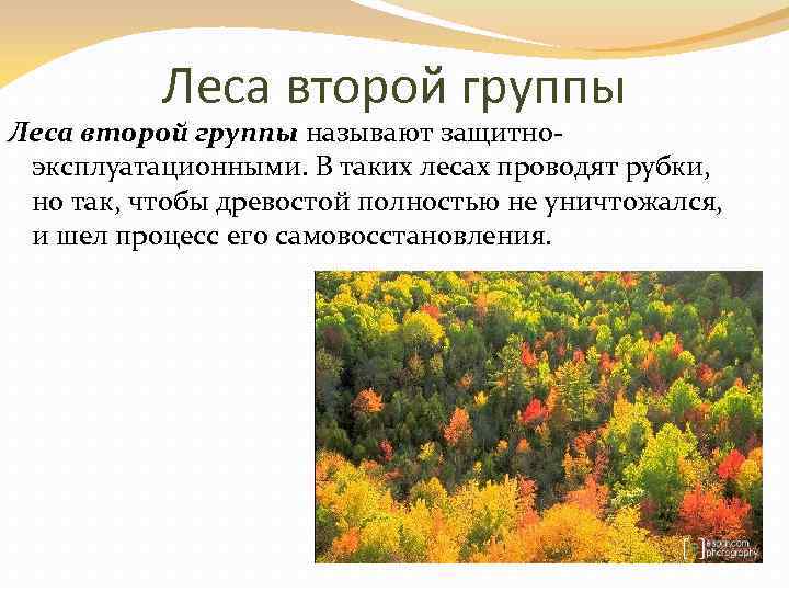 Леса второй группы называют защитно эксплуатационными. В таких лесах проводят рубки, но так, чтобы