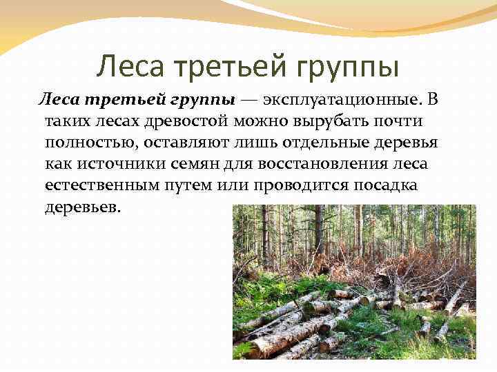 Леса третьей группы — эксплуатационные. В таких лесах древостой можно вырубать почти полностью, оставляют