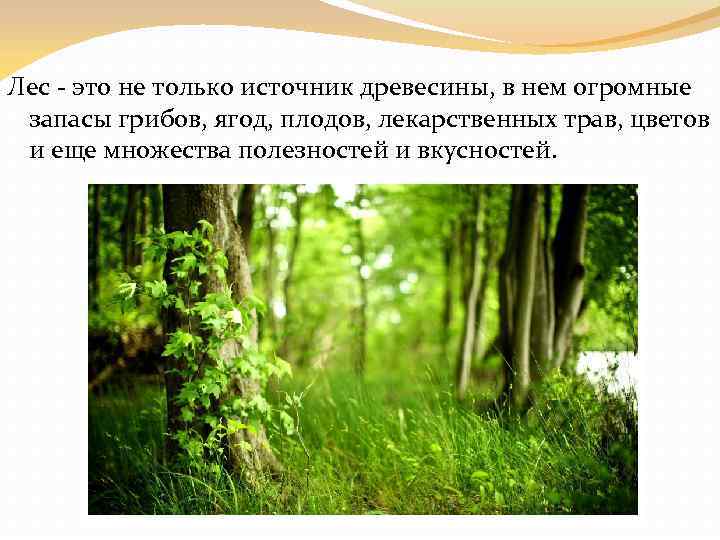 Что является лесом. Признаки леса. Характерные признаки леса. Компоненты леса. Главным источником древесины являются ... Леса.