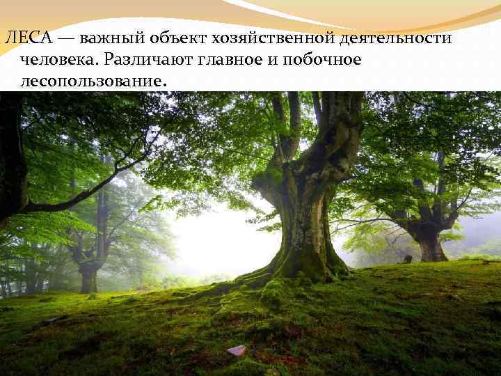 ЛЕСА — важный объект хозяйственной деятельности человека. Различают главное и побочное лесопользование. 