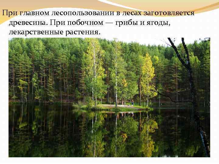 При главном лесопользовании в лесах заготовляется древесина. При побочном — грибы и ягоды, лекарственные