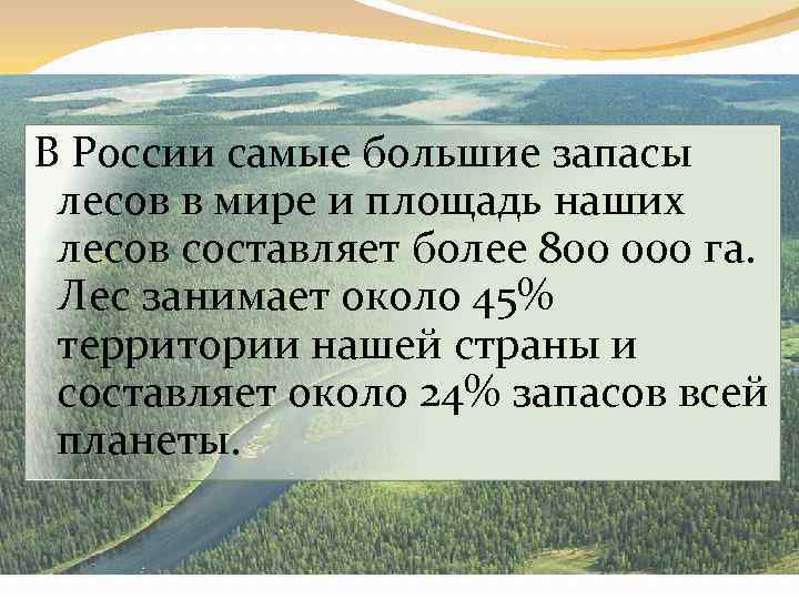 В России самые большие запасы лесов в мире и площадь наших лесов составляет более