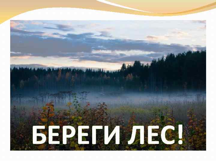 БЕРЕГИ ЛЕС! 
