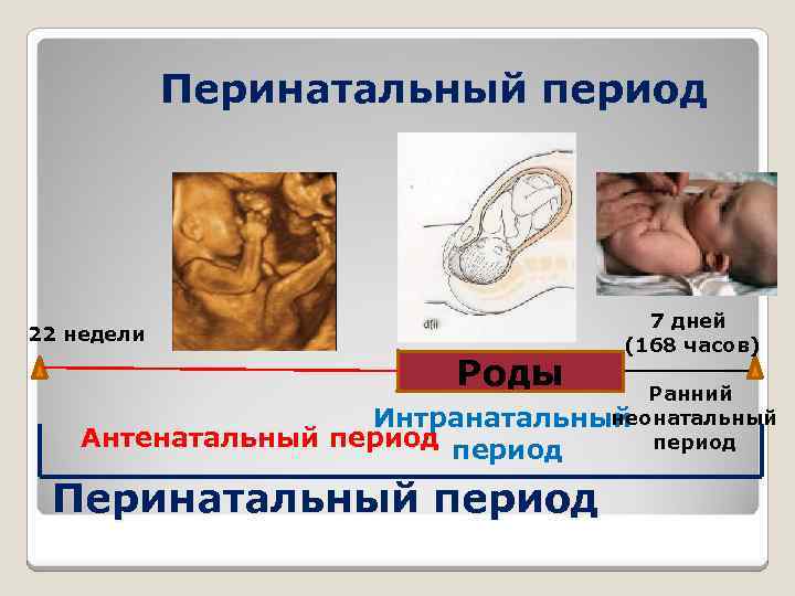 Перинатальный период 22 недели Роды Антенатальный 7 дней (168 часов) Ранний неонатальный Интранатальный период