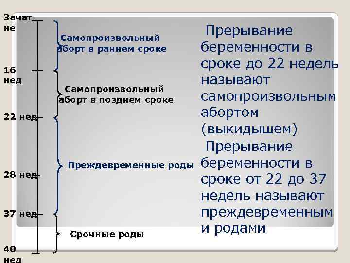 Зачат ие 16 нед 22 нед 28 нед 37 нед 40 нед Прерывание беременности