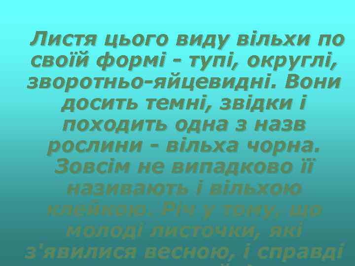 Листя цього виду вільхи по своїй формі - тупі, округлі, зворотньо-яйцевидні. Вони досить темні,