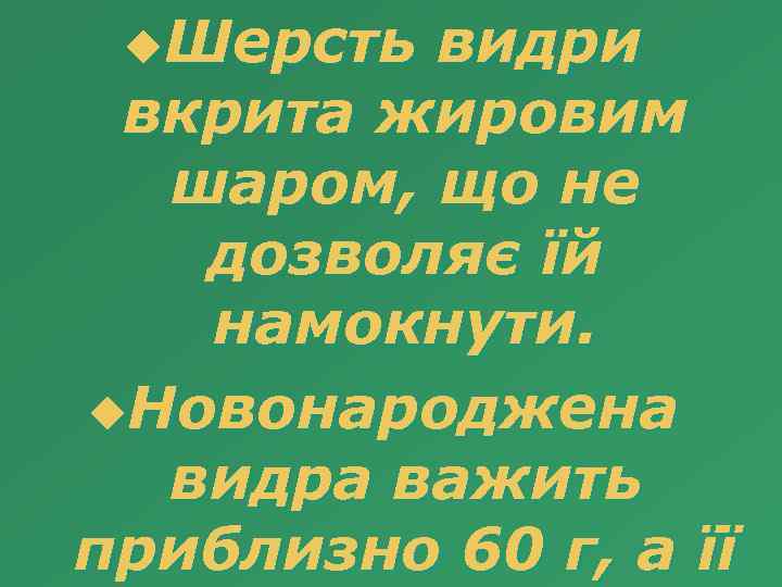 u. Шерсть видри вкрита жировим шаром, що не дозволяє їй намокнути. u. Новонароджена видра