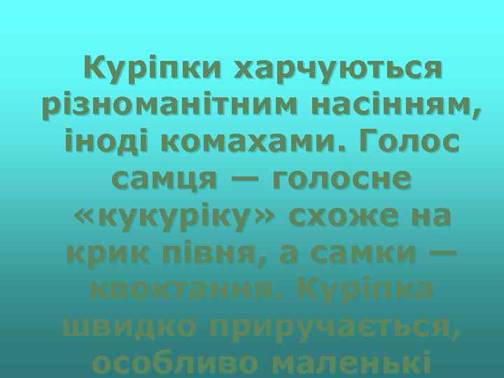 Куріпки харчуються різноманітним насінням, іноді комахами. Голос самця — голосне «кукуріку» схоже на крик