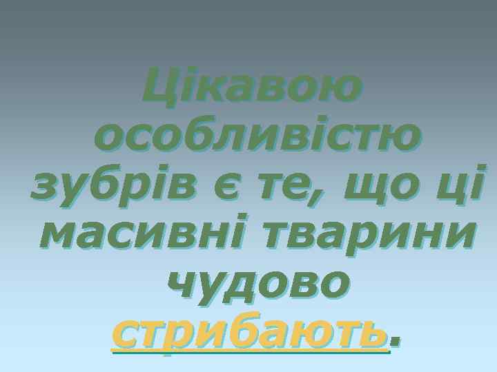 Цікавою особливістю зубрів є те, що ці масивні тварини чудово стрибають. 