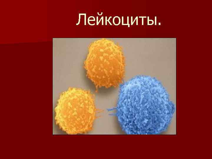 Лейкоциты. 