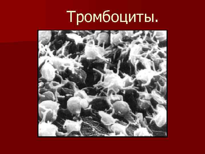 Тромбоциты. 