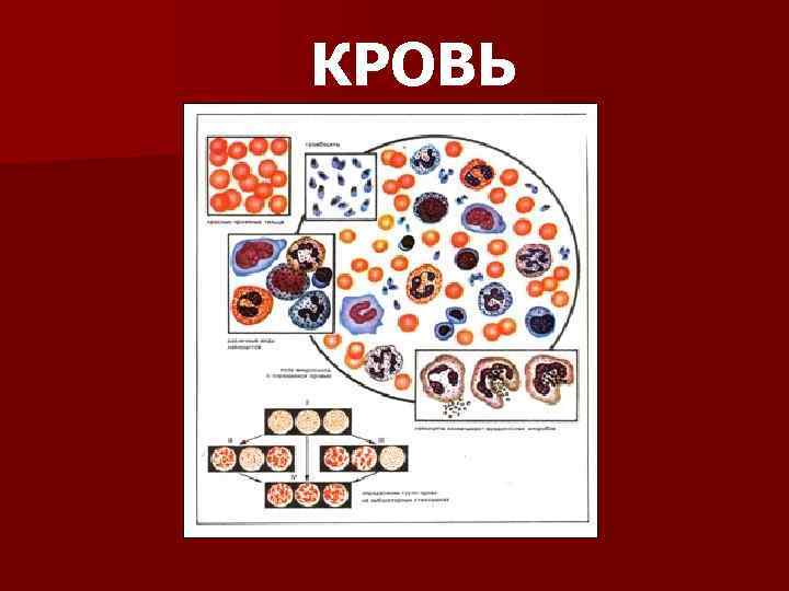 Кровотечения 8 класс биология