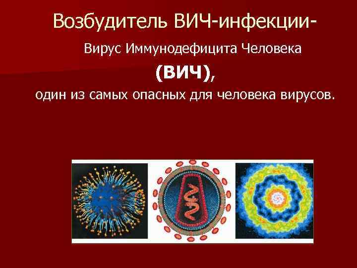 Возбудитель ВИЧ-инфекции. Вирус Иммунодефицита Человека (ВИЧ), один из самых опасных для человека вирусов. 