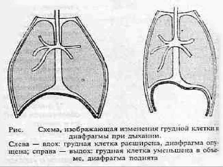 Схему положения грудной клетки при вдохе и выдохе