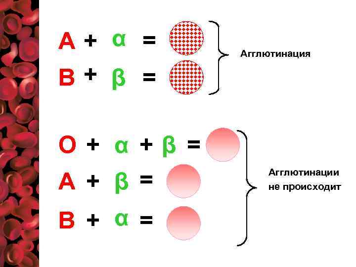 А+ α = В+ β = О + α +β = А + β