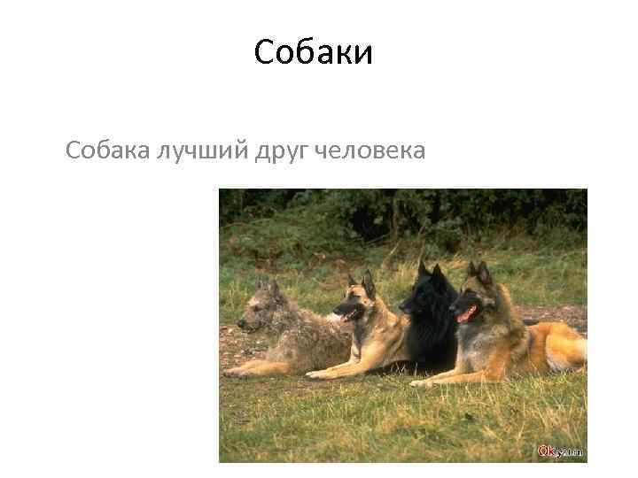 Собаки Собака лучший друг человека 