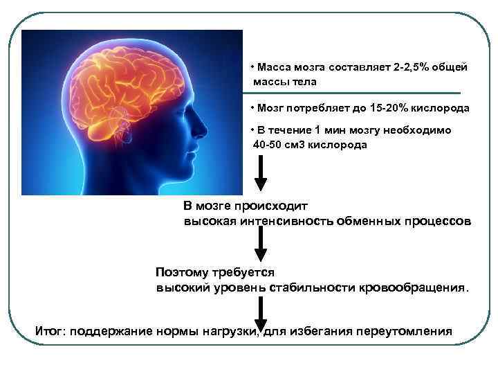  • Масса мозга составляет 2 -2, 5% общей массы тела • Мозг потребляет