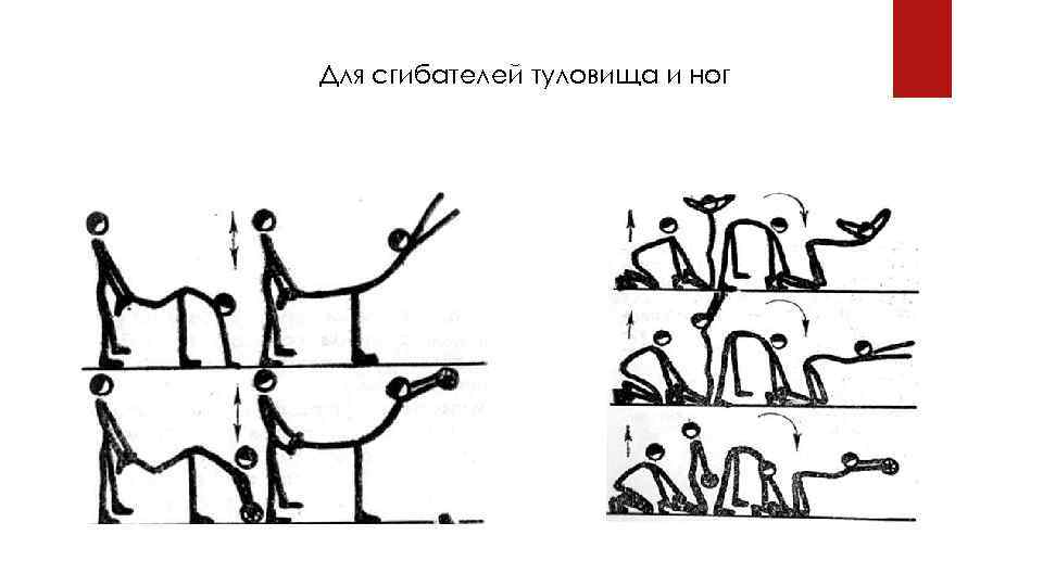 Для сгибателей туловища и ног 