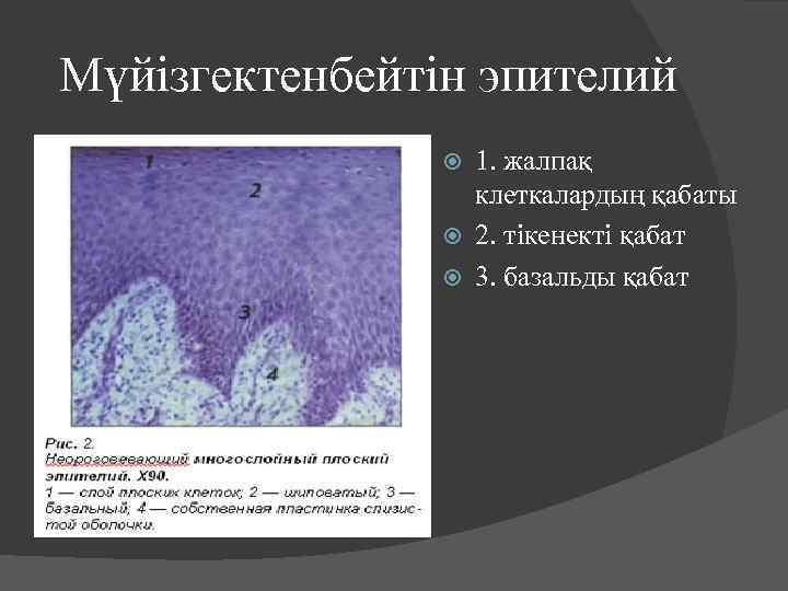 Мүйізгектенбейтін эпителий 1. жалпақ клеткалардың қабаты 2. тікенекті қабат 3. базальды қабат 