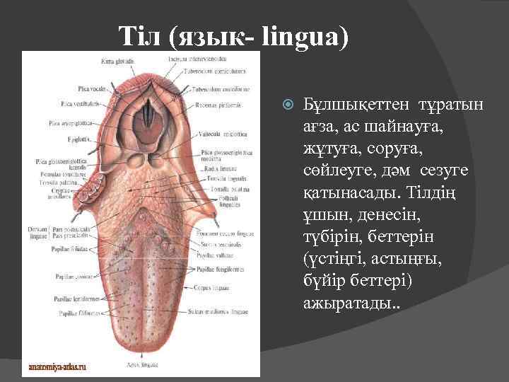 Тіл (язык- lingua) Бұлшықеттен тұратын ағза, ас шайнауға, жұтуға, соруға, сөйлеуге, дәм сезуге қатынасады.