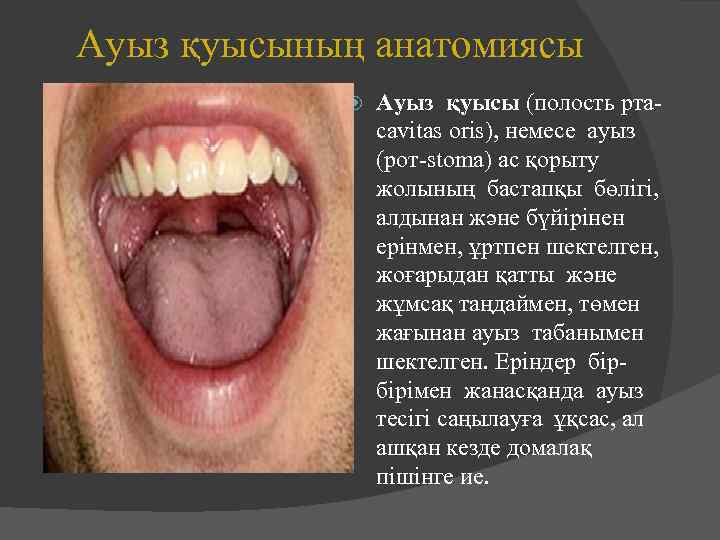 Ауыз қуысының анатомиясы Ауыз қуысы (полость рта- cavitas oris), немесе ауыз (рот-stoma) ас қорыту