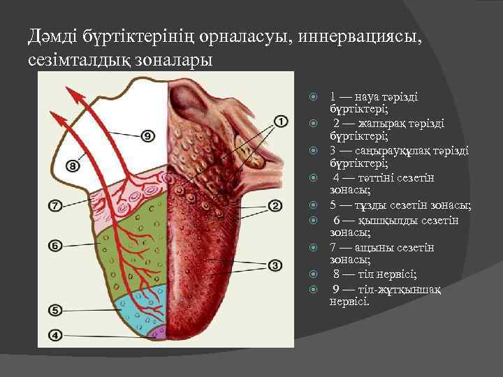 Дәмді бүртіктерінің орналасуы, иннервациясы, сезімталдық зоналары 1 — науа тәрізді бүртіктері; 2 — жапырақ