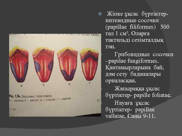  Жіпке ұқсас бүртіктернитевидные сосочки (papillae filiformes) 500 тал 1 см². Оларға тактильді сезімталдық