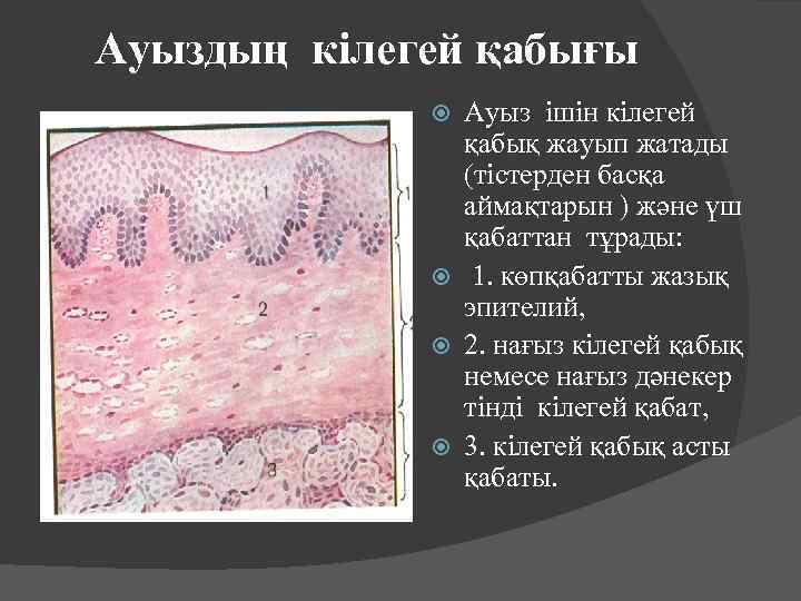 Ауыздың кілегей қабығы Ауыз ішін кілегей қабық жауып жатады (тістерден басқа аймақтарын ) және