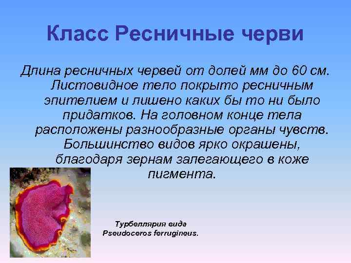 Класс Ресничные черви Длина ресничных червей от долей мм до 60 см. Листовидное тело