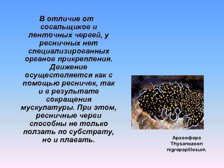 В отличие от сосальщиков и ленточных червей, у ресничных нет специализированных органов прикрепления. Движение