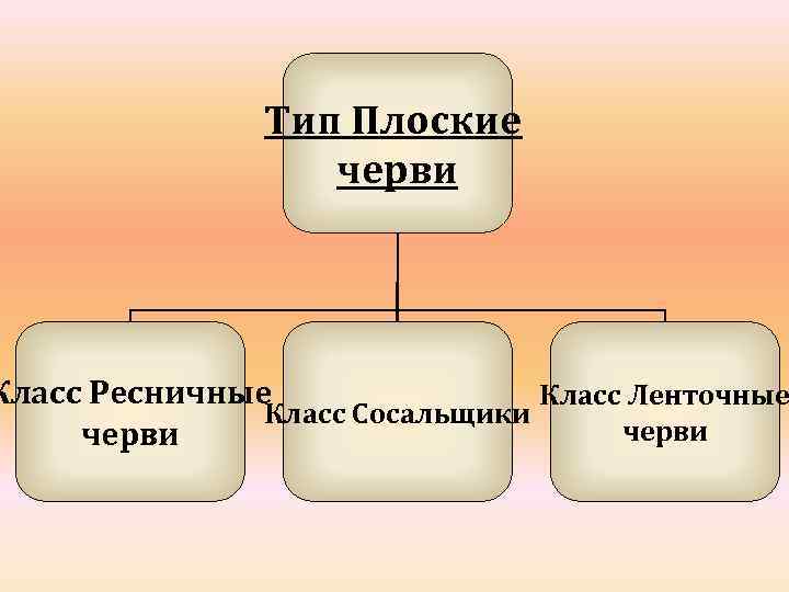 Тип Плоские черви Класс Ресничные Класс Ленточные Класс Сосальщики черви 