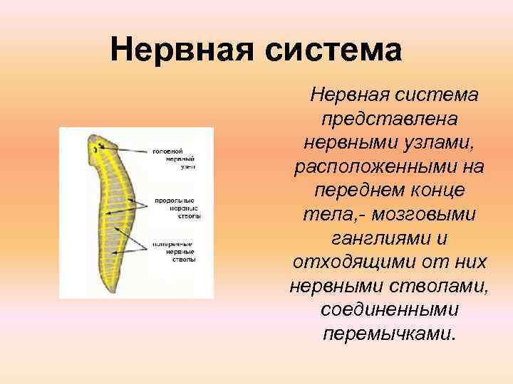 Нервная система представлена нервными узлами, расположенными на переднем конце тела, - мозговыми ганглиями и