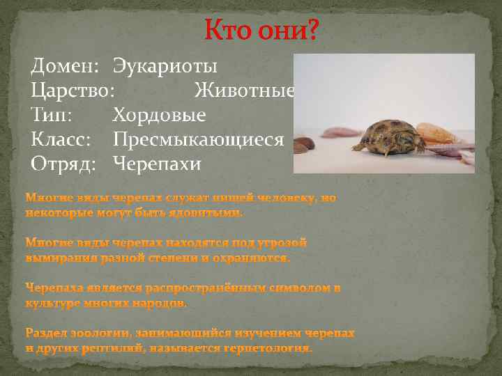 Кто они? Многие виды черепах служат пищей человеку, но некоторые могут быть ядовитыми. Многие